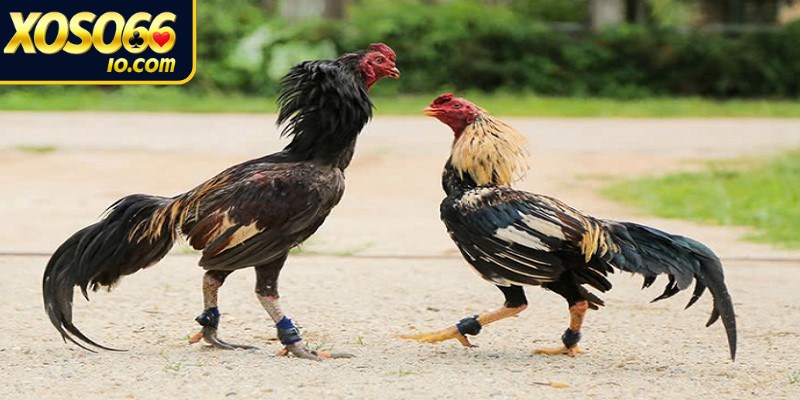 Cách chăm sóc gà đá giúp chiến kê duy trì thể lực
