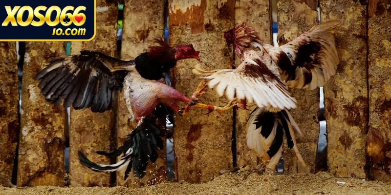Đá gà cựa dao đang là một hình thức thi đấu kịch tính