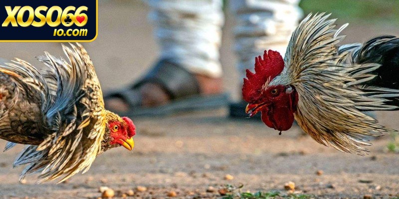 Thông tin luật chơi đá gà cựa dao chi tiết