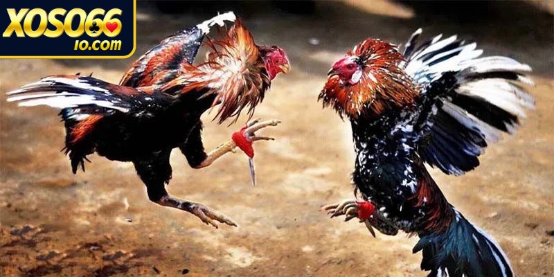 Đá gà cựa sắt nơi một cú ra đòn chuẩn xác có thể định đoạt kết quả