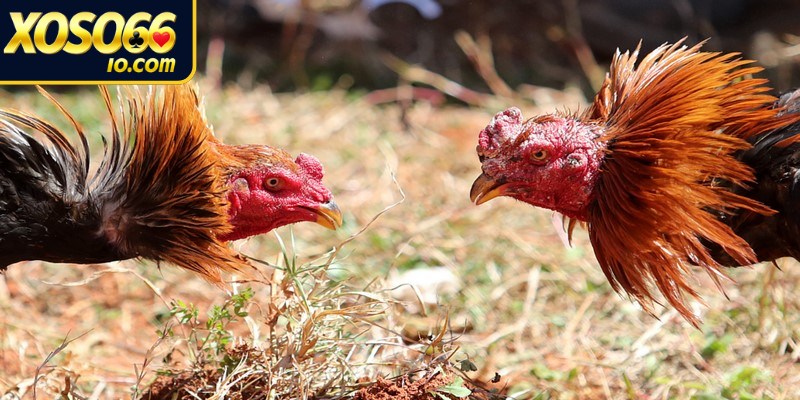 Đá gà nòi một hình thức chơi đá gà hấp dẫn 