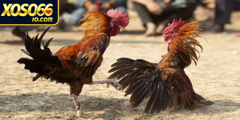 Đá gà tre loại hình chọi gà phổ biến trên thị trường hiện nay